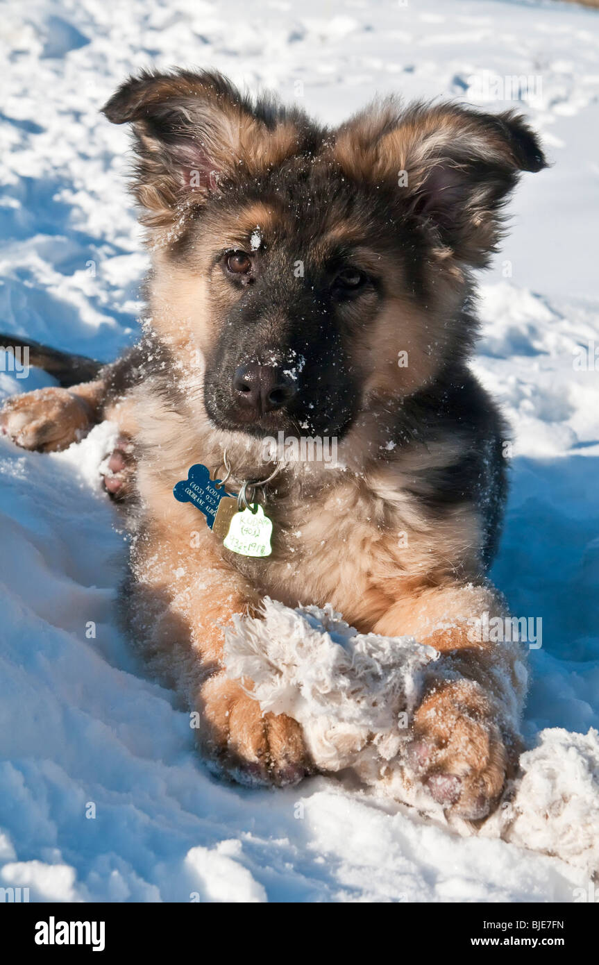 Berger Allemand, Canis lupus familiaris, poil long chiot, 13 semaines, dans la neige avec corde chew toy Banque D'Images