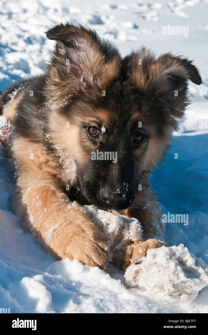 Berger Allemand, Canis lupus familiaris, poil long chiot, 13 semaines, dans la neige avec corde chew toy Banque D'Images