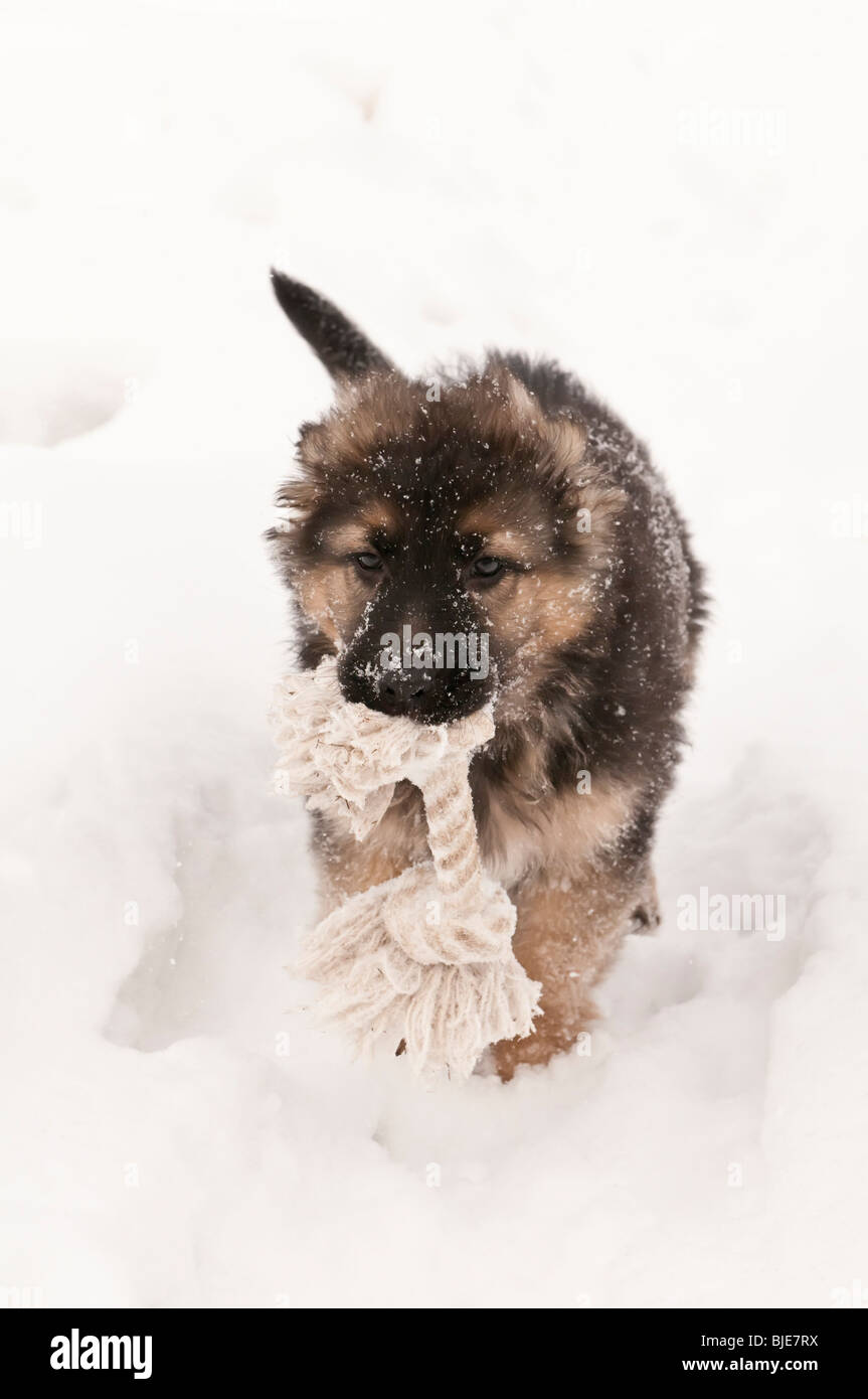 Chiot berger allemand, neuf (9) semaines, la course dans la neige avec corde jouet Banque D'Images
