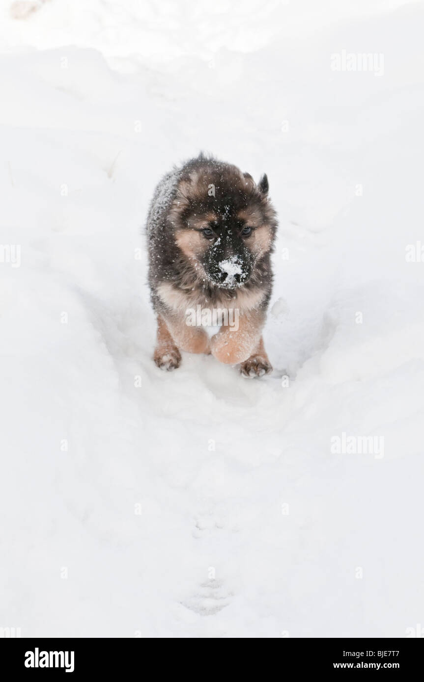 Chiot berger allemand, neuf (9) semaines, la course dans la neige Banque D'Images