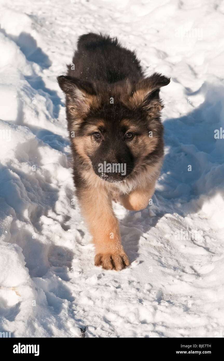 Chiot berger allemand, dix (10) semaines, la course dans la neige Banque D'Images