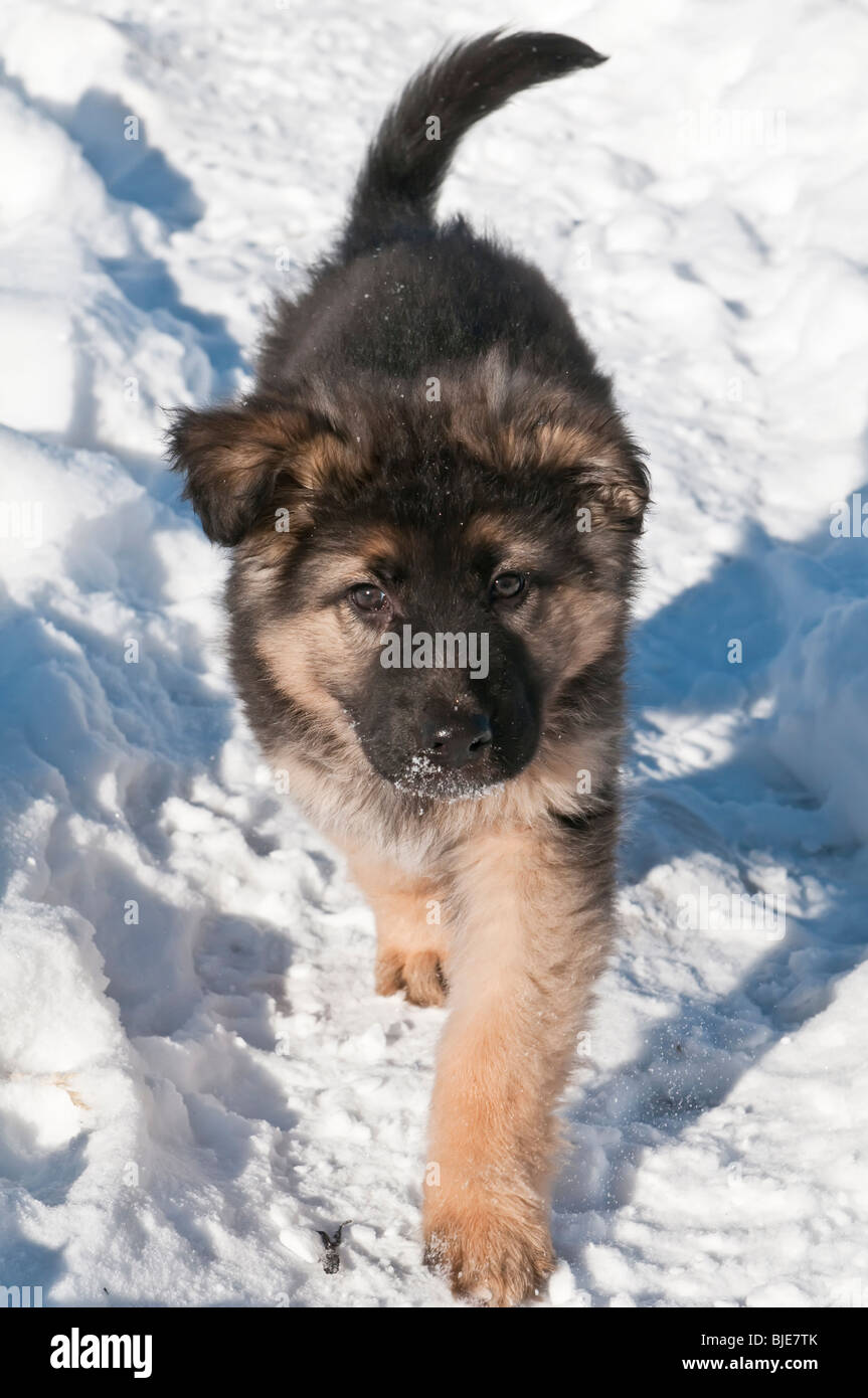 Chiot berger allemand, dix (10) semaines, la marche dans la neige Banque D'Images