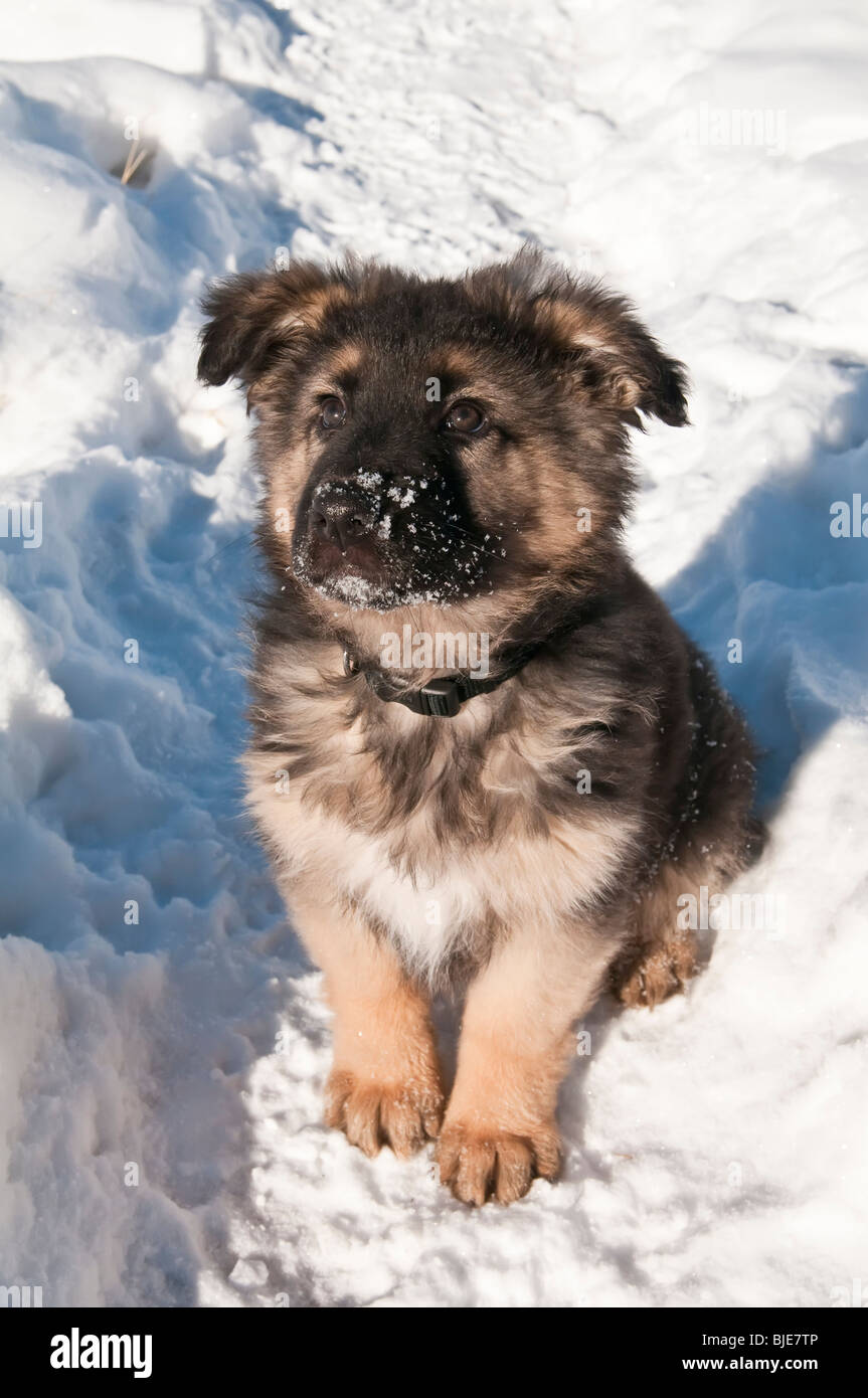 Chiot berger allemand, dix (10) semaines, sitting in snow Banque D'Images