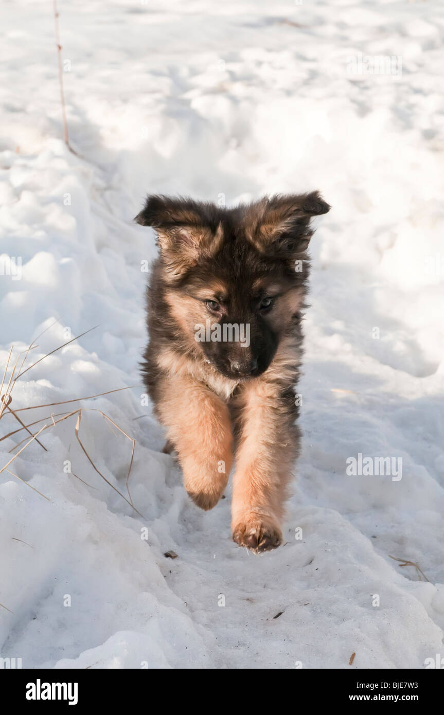 Chiot berger allemand, neuf (9) semaines, la course dans la neige Banque D'Images