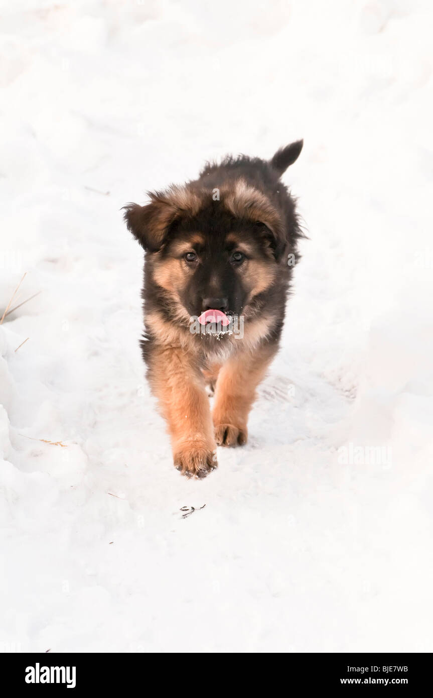 Berger Allemand, Canis lupus familiaris, chiot à poil long, de 10 semaines, la course dans la neige Banque D'Images