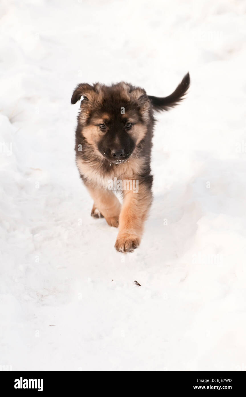 Berger Allemand, Canis lupus familiaris, poil long chiot, 10 semaines, la course dans la neige Banque D'Images