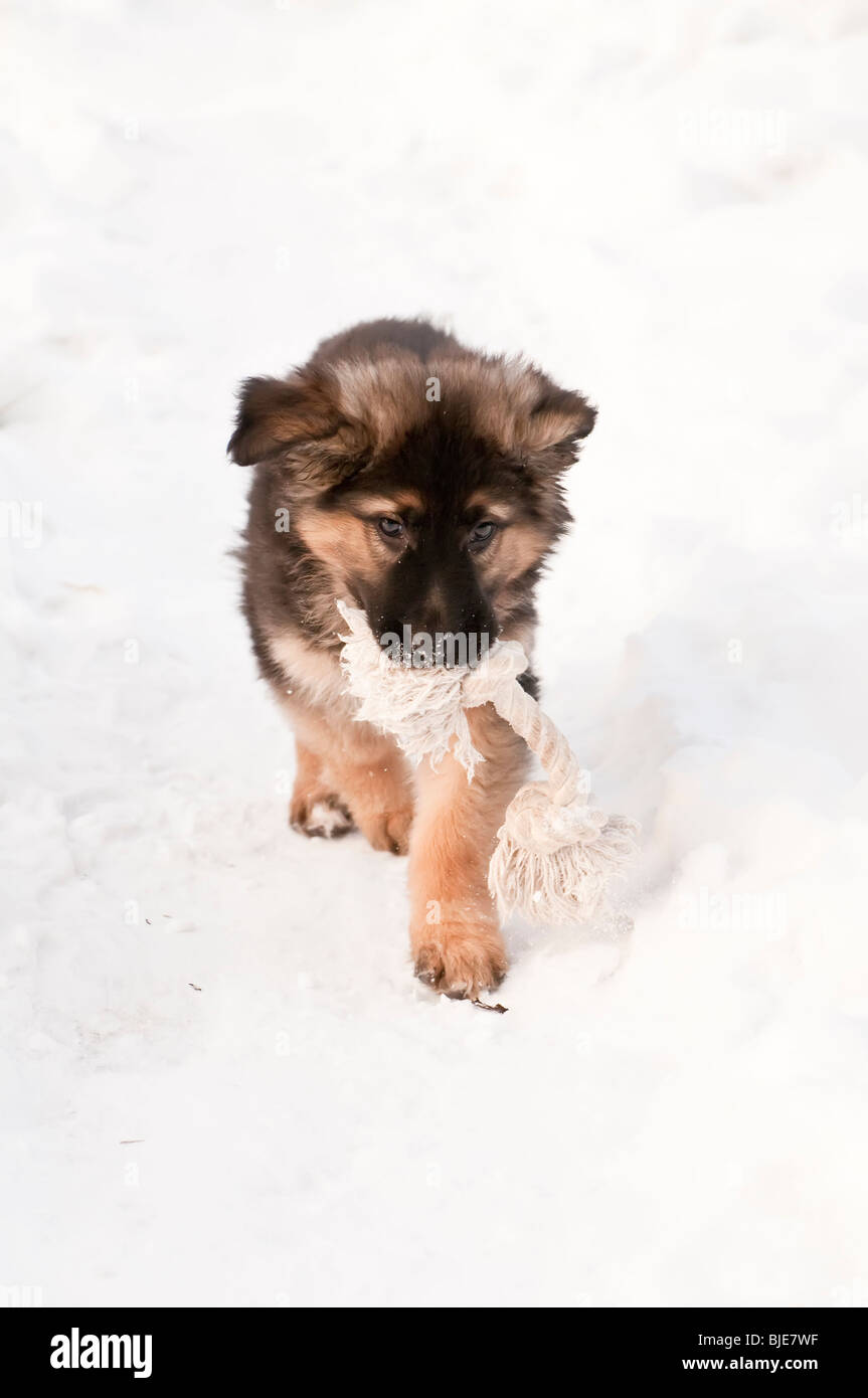 Berger Allemand, Canis lupus familiaris, chiot à poil long, de 10 semaines, dans la neige avec corde jouet Banque D'Images