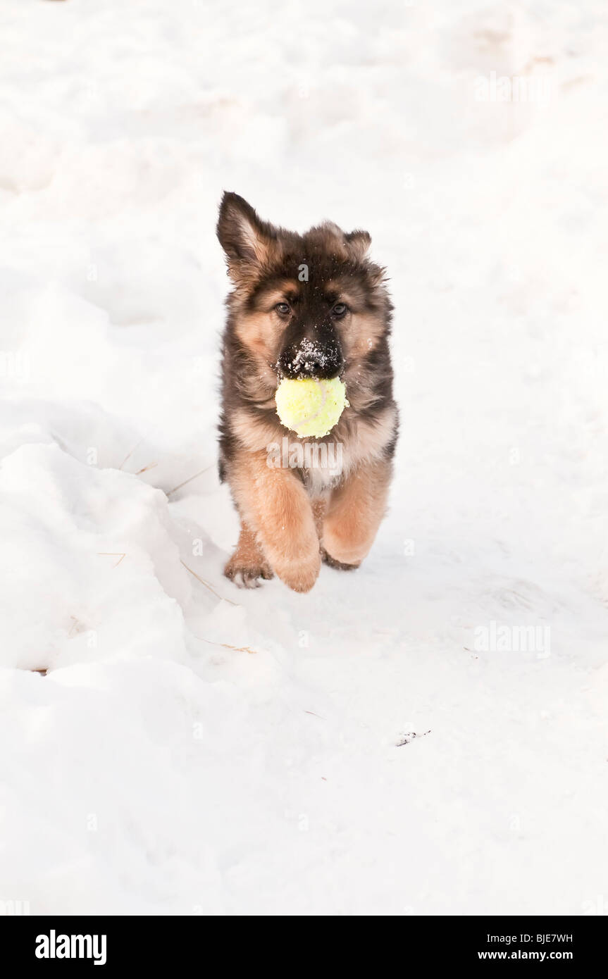 Berger Allemand, Canis lupus familiaris, chiot à poil long, de 10 semaines, la course dans la neige, avec balle de tennis Banque D'Images