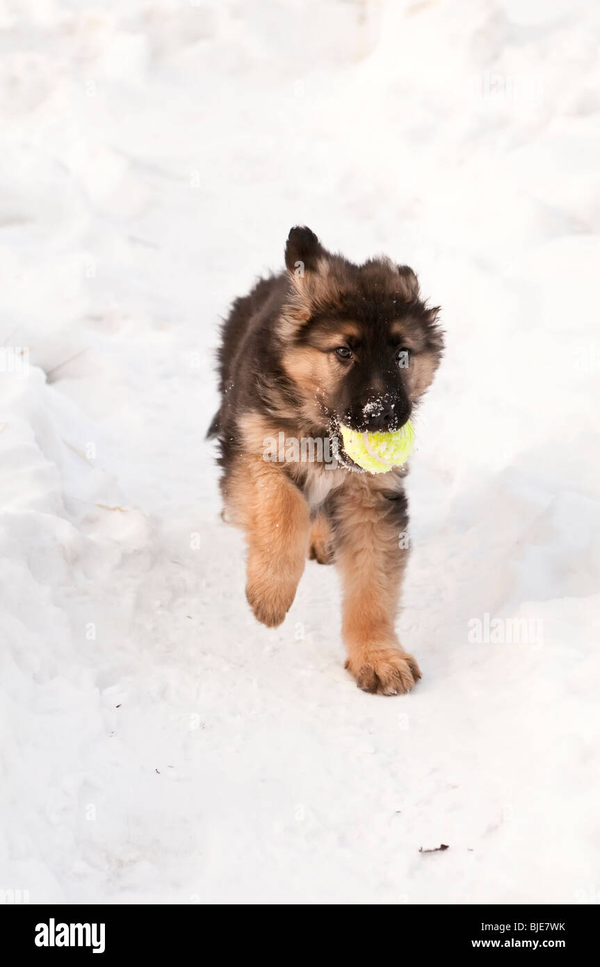 Berger Allemand, Canis lupus familiaris, chiot à poil long, de 10 semaines, dans la neige, exécutant avec balle de tennis Banque D'Images