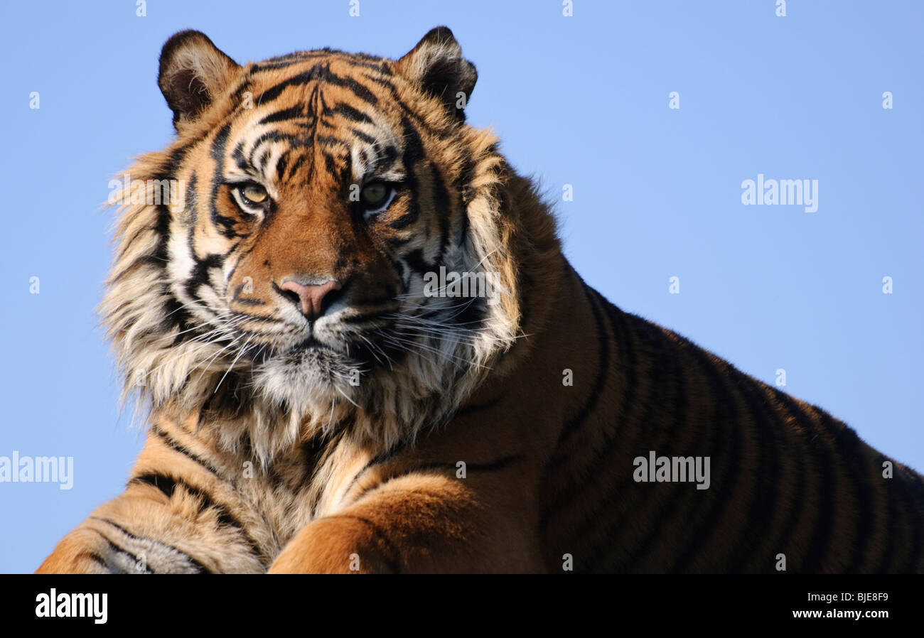 Le tigre mâle appelé Nias assis contre un ciel bleu à la Fondation du patrimoine de la faune, Kent, Angleterre. Banque D'Images