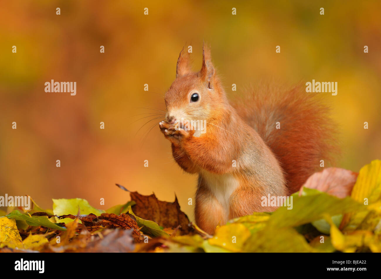 L'Écureuil roux (Sciurus vulgaris) nourrir chez les feuilles de hêtre au cours de l'automne, aux Pays-Bas. Banque D'Images