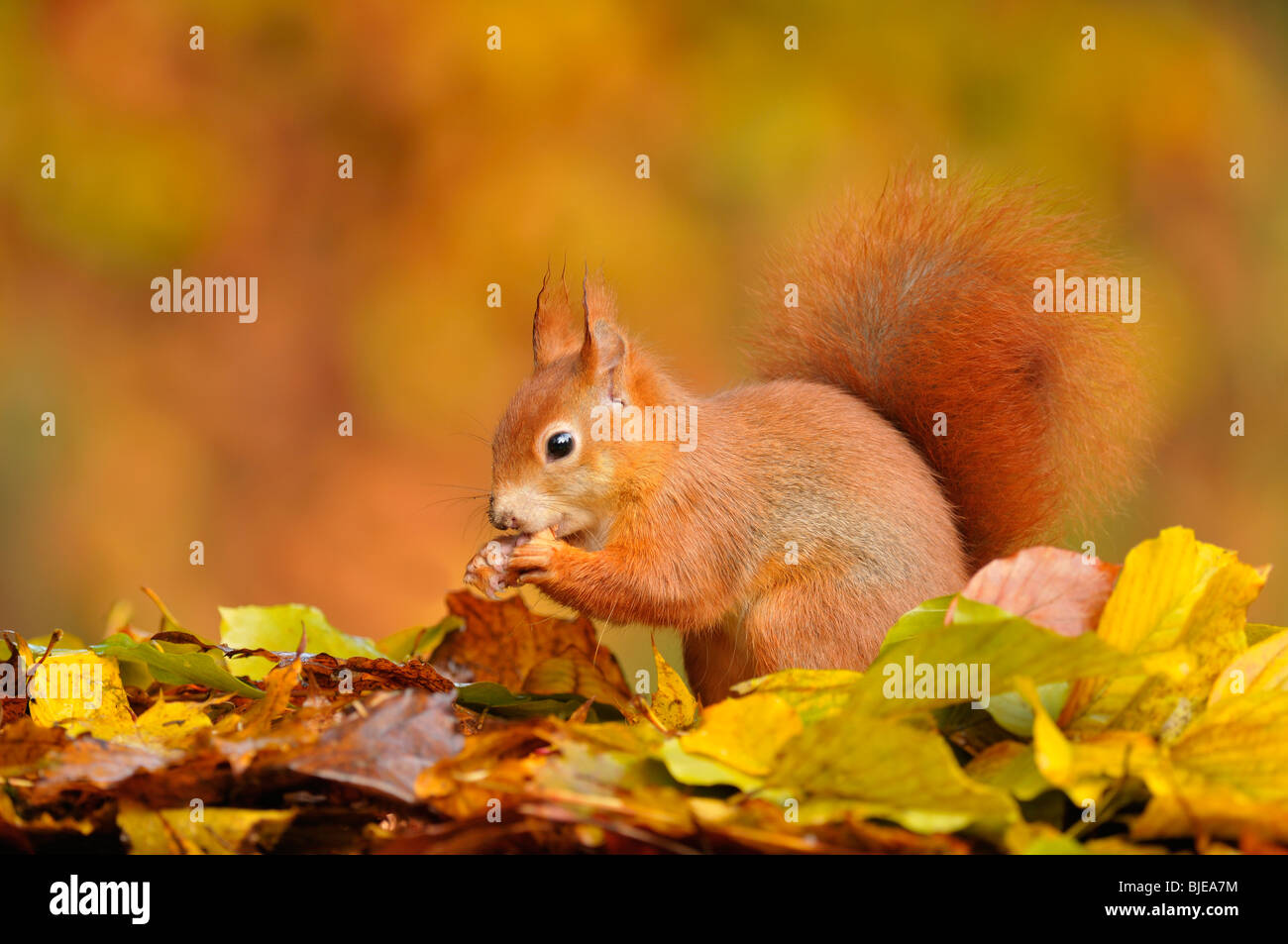 L'Écureuil roux (Sciurus vulgaris) nourrir chez les feuilles de hêtre au cours de l'automne, aux Pays-Bas. Banque D'Images