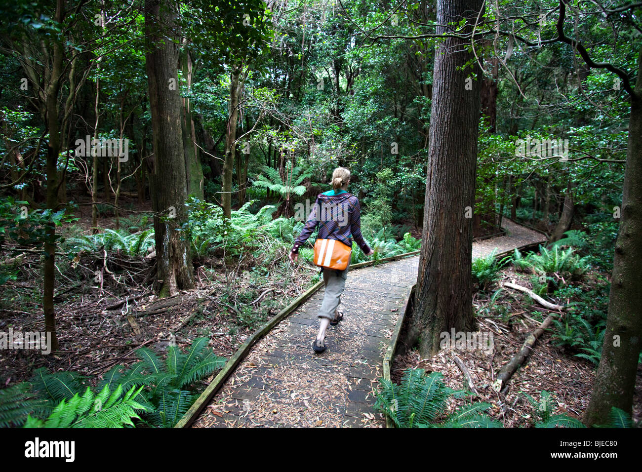 Forêt de pluie à Lilly Pilly Gully à pied, Wilsons Promontory, Victoria, Australie Banque D'Images