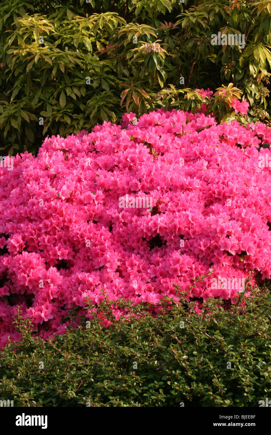 Rhododendron (Rhododendron obtusum), la floraison bush dans un jardin. Banque D'Images