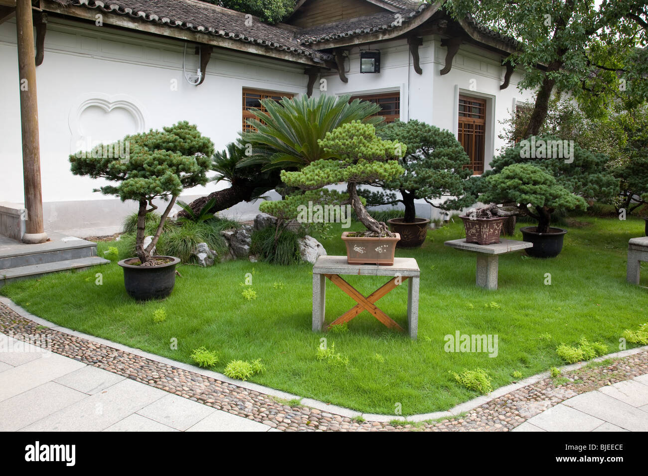 Jardin Bonsai à Hangzhou, Chine pépinière de fleurs Photo Stock - Alamy