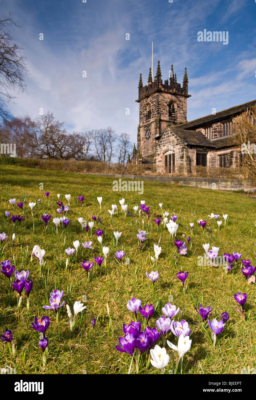 Crocus en face de St Bartholomew's Parish Church, Wilmslow, Cheshire, England, UK Banque D'Images
