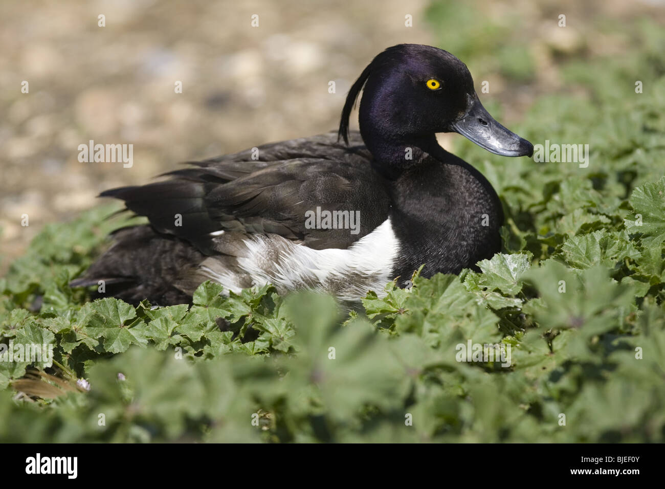 Fuligule morillon nidification Banque D'Images