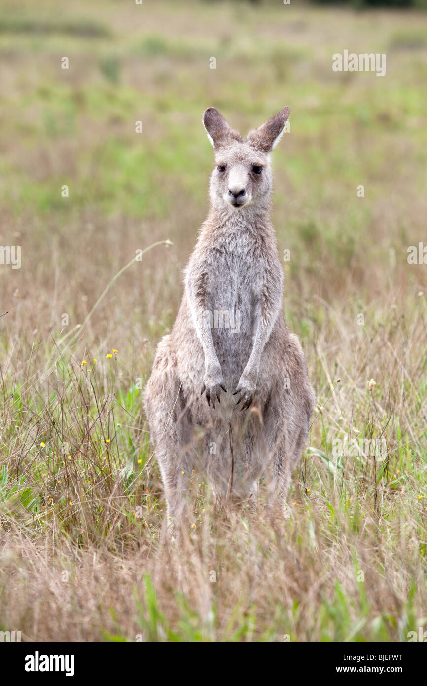 Kangourou gris de l'Ouest ,Macropus fuliginosus , Kociuszko National Park, NSW, Australie Banque D'Images