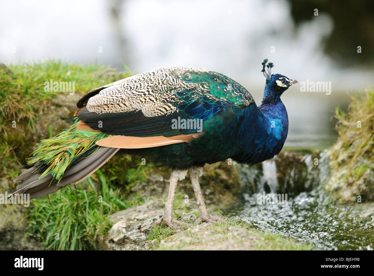 Pavo cristatus (paons indiens), side view Banque D'Images