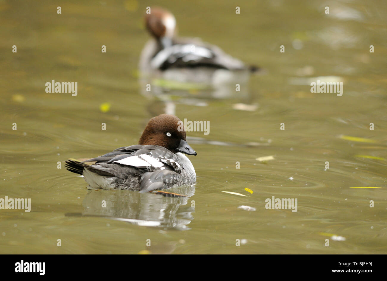 Deux types d'Islande (Bucephala clangula) piscine, jardin zoologique d'Augsburg, Allemagne Banque D'Images