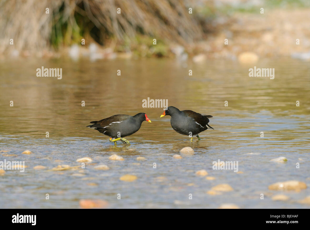 Deux poules d'eau (Gallinula chloropus) debout dans l'eau, Catalogne, Espagne Banque D'Images