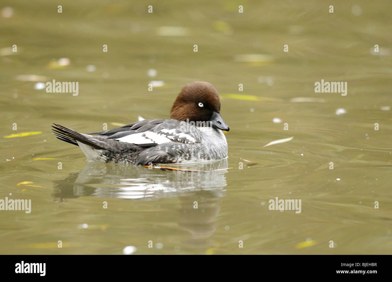 Le Garrot à œil d'or (Bucephala clangula) piscine, jardin zoologique d'Augsburg, Allemagne Banque D'Images