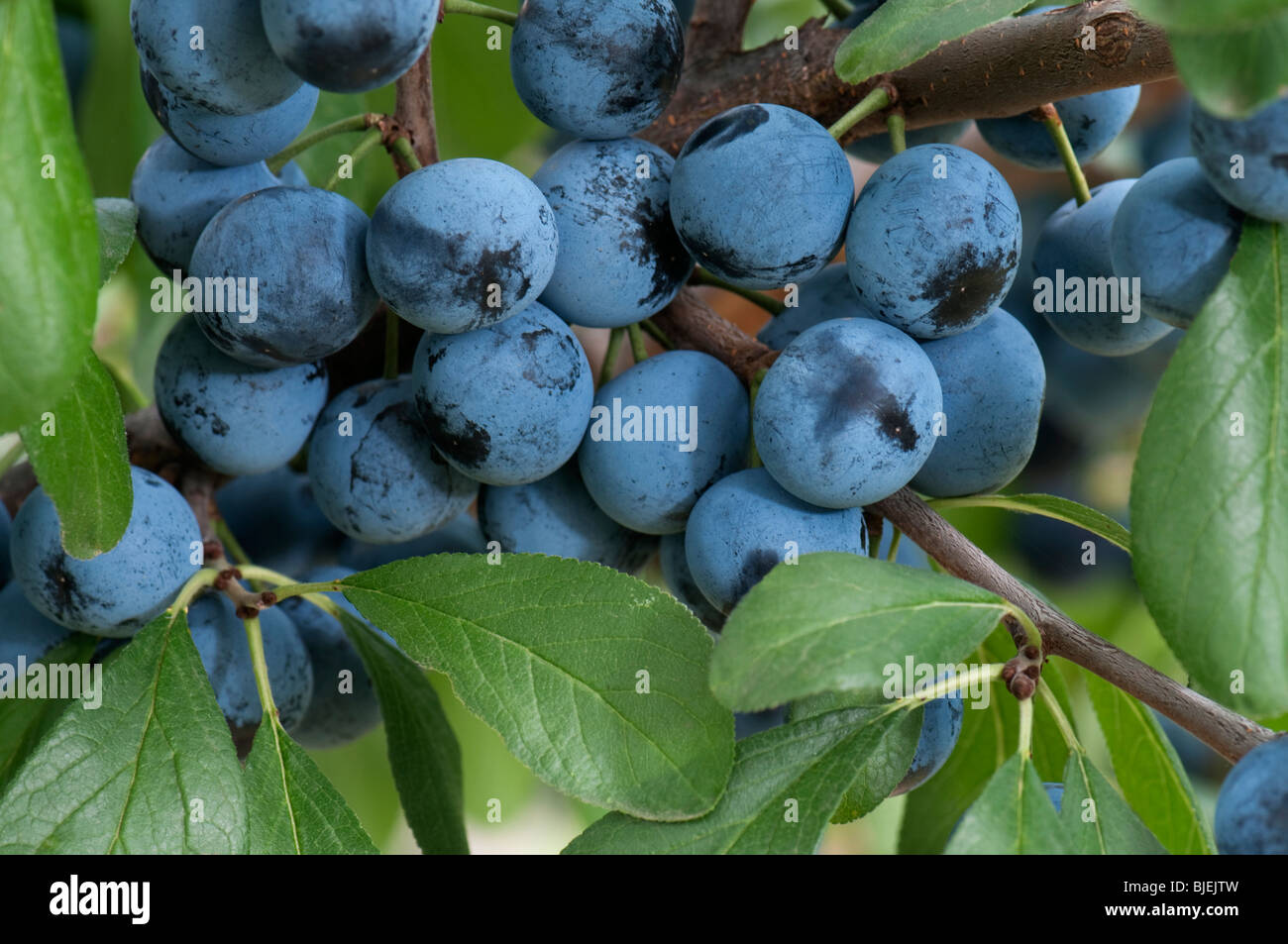 Damson prunier (Prunus domestica ssp. incisia, Prunus insititia), des rameaux avec des fruits mûrs. Banque D'Images