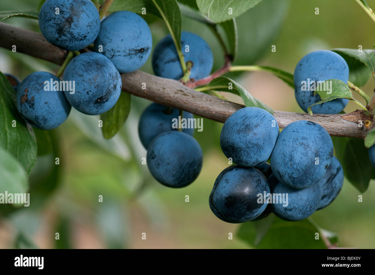 Damson prunier (Prunus domestica ssp. incisia, Prunus insititia), des rameaux avec des fruits mûrs. Banque D'Images