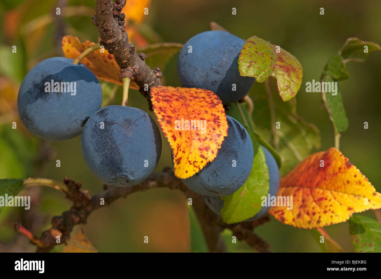 Anglais Bullace prune, Damson prunier (Prunus domestica ssp. incisia, Prunus insititia), branche avec fruits mûrs à la fin de l'été. Banque D'Images
