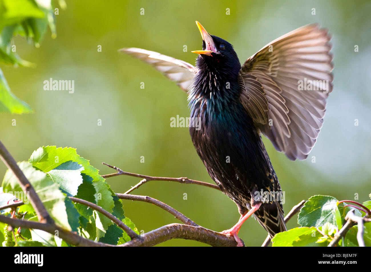 Parade nuptiale d'un étourneau sansonnet (Sturnus vulgaris), Gaggenau, Bade-Wurtemberg, Allemagne Banque D'Images
