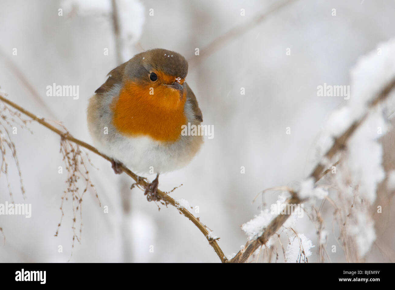Robin redbreast (Erithacus rubecula aux abords) assis sur une branche, Waghaeusel, Allemagne, close-up Banque D'Images Robin redbreast (Erithacus rubecula aux abords) assis sur une branche, Waghaeusel, Allemagne, close-up Banque D'Images