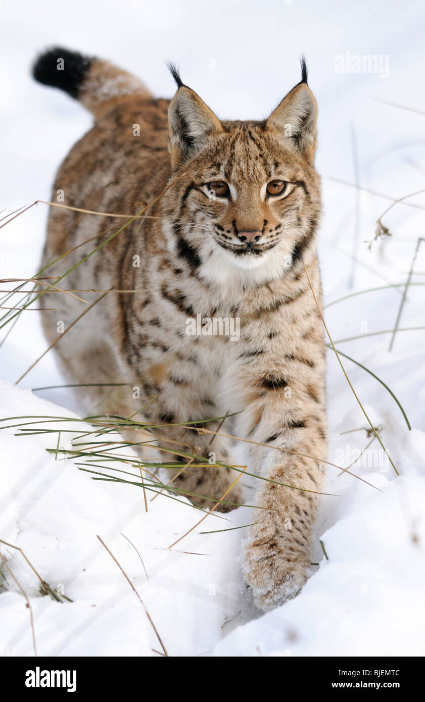 Carpates du lynx (Lynx lynx carpathicus) dans la neige, Parc National de la forêt de Bavière, Allemagne Banque D'Images