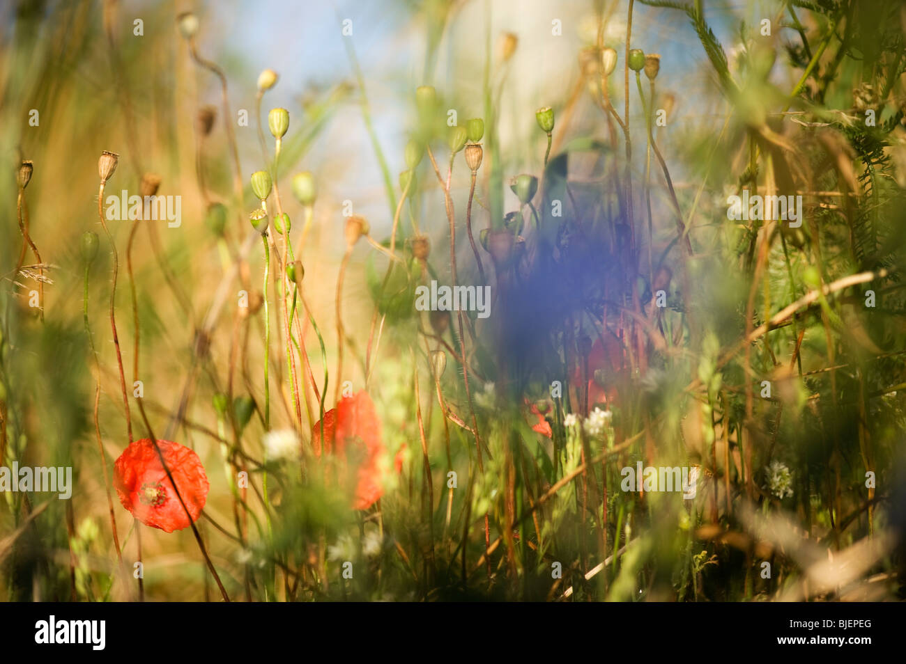 Fleurs de Printemps en Suède, la nature plus de détails. Banque D'Images