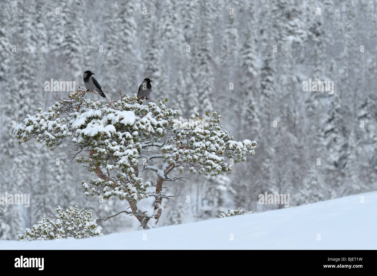 Hooded Crow (Corvus corone cornix, Corvus cornix). Deux personnes perché sur pin noueux en hiver, la Norvège. Banque D'Images Hooded Crow (Corvus corone cornix, Corvus cornix). Deux personnes perché sur pin noueux en hiver, la Norvège. Banque D'Images