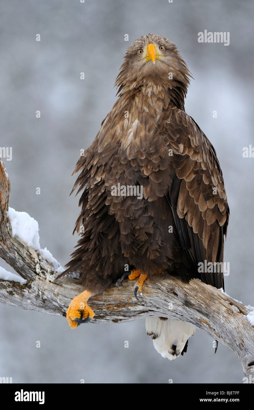 Aigle de Virginie (Haliaeetus albicilla). Des profils faire des grimaces. Banque D'Images Aigle de Virginie (Haliaeetus albicilla). Des profils faire des grimaces. Banque D'Images