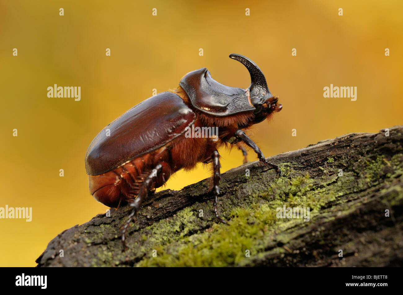 Du scarabée rhinocéros (Oryctes nasicornis), homme de ramper sur un journal sur une chaude journée d'automne, aux Pays-Bas. Banque D'Images