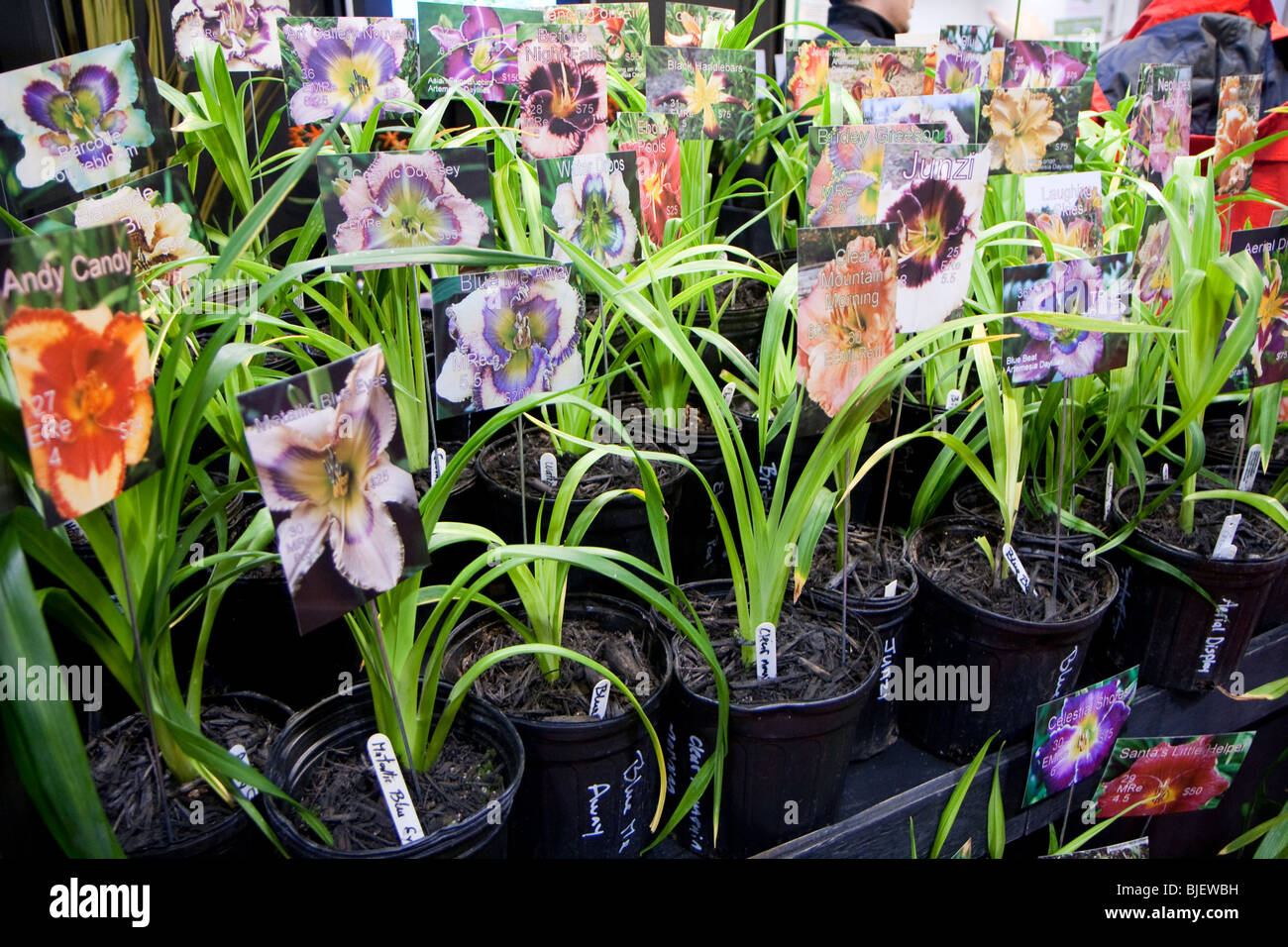 Vente commerce intérieur fleur plante jardin printemps saison des semences passe-temps Banque D'Images