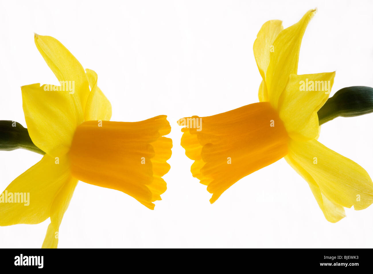 Communication - Narcissus 'Tete - a - Tete' -- cut-out Banque D'Images