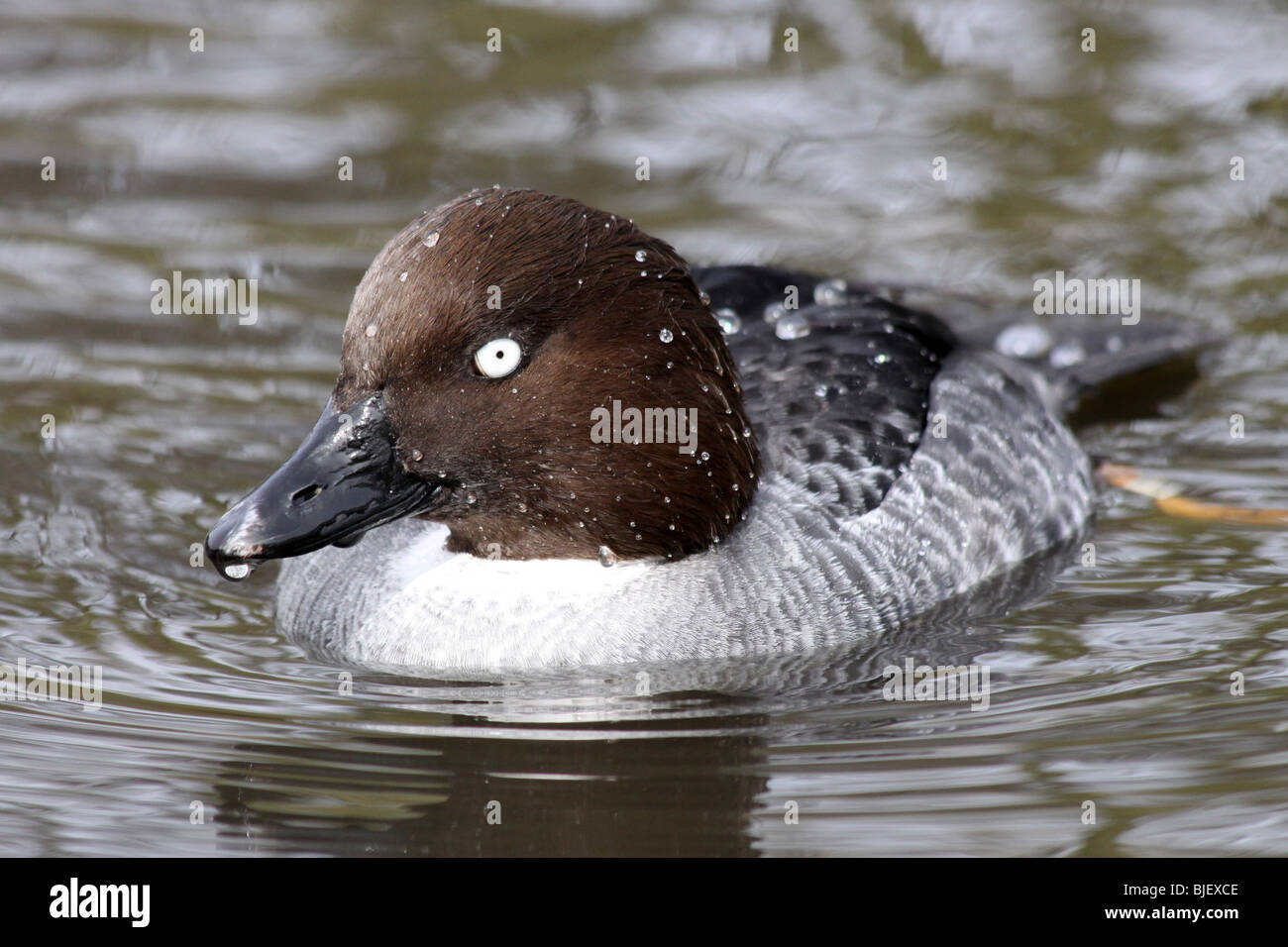 Bucephala clangula garrot femelle à Martin simple WWT, Lancashire UK Banque D'Images