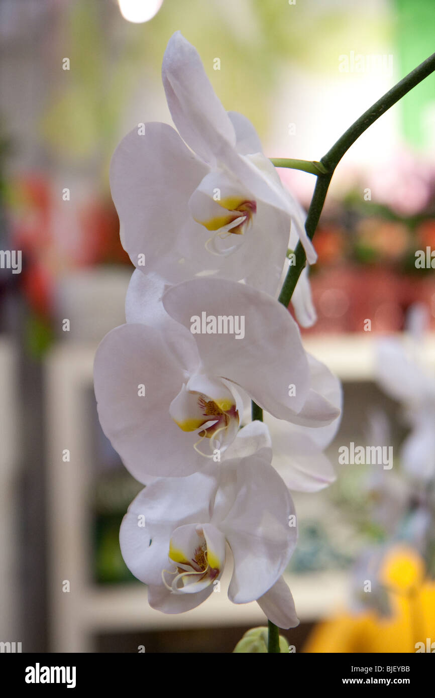 White Orchid closeup fleur plante piscine swan Banque D'Images