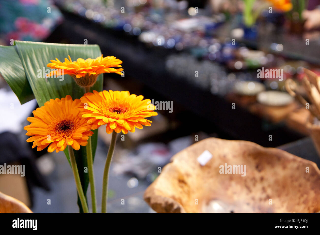 Canada événement gros plan bloom jardin de fleurs gerbera orange show Banque D'Images