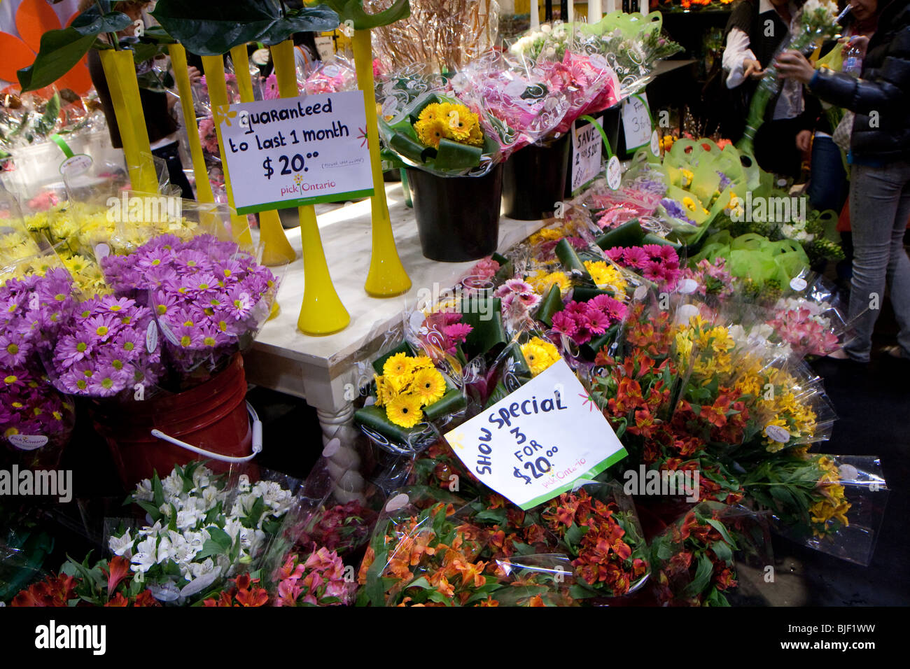 Fleur fleurs plantes plantes spécial vente de printemps jaune violet blanc rose orange rouge gerbera d'affichage Banque D'Images