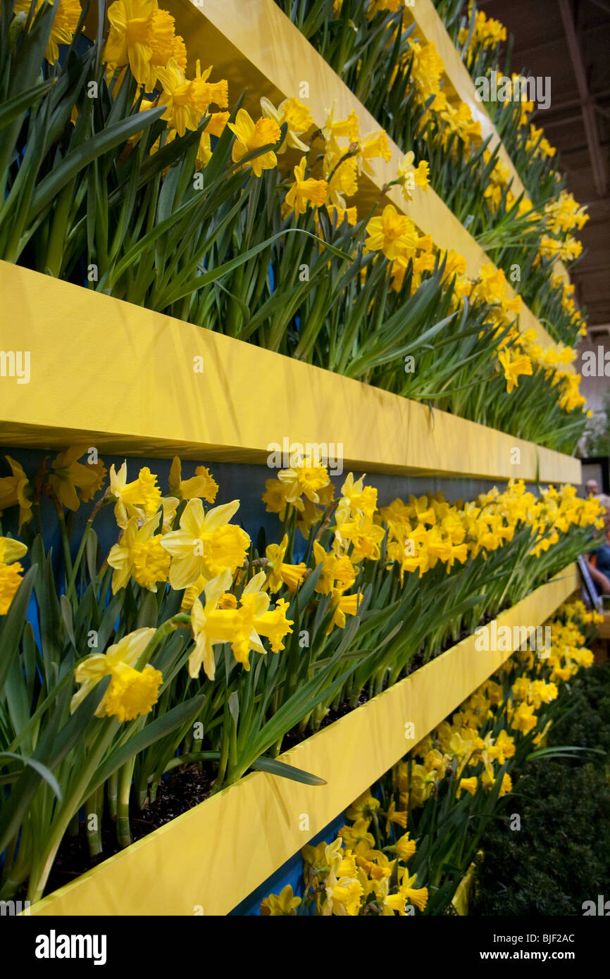 Société canadienne du cancer a lancé la campagne de la jonquille pour récolter des fonds pour la recherche sur le cancer. Banque D'Images