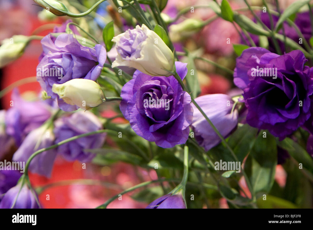 Fleurs violet blanc affichage gros plan de fleurs en fleurs d'ouvrir Banque D'Images