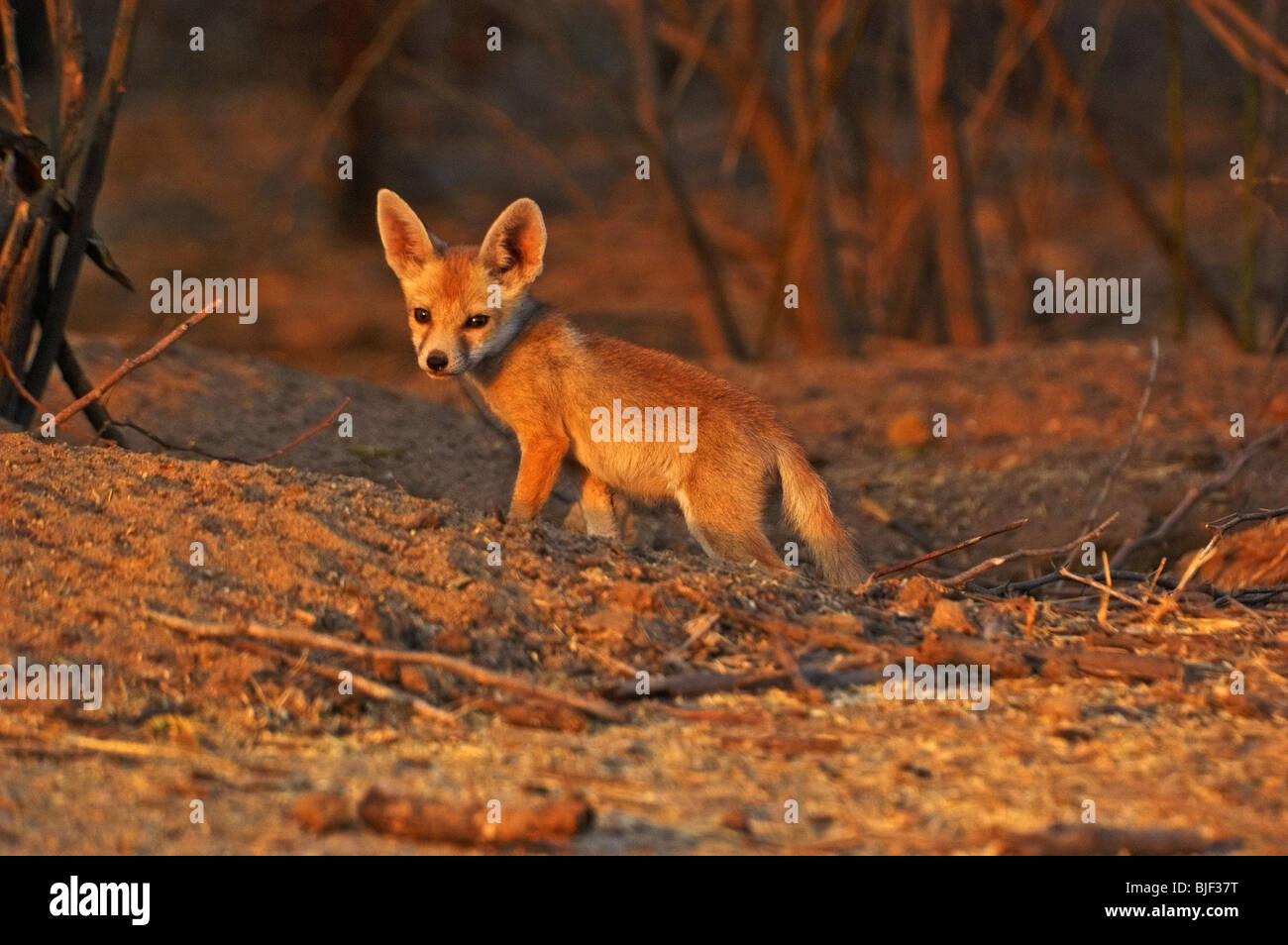 Cub de renard de désert Banque D'Images