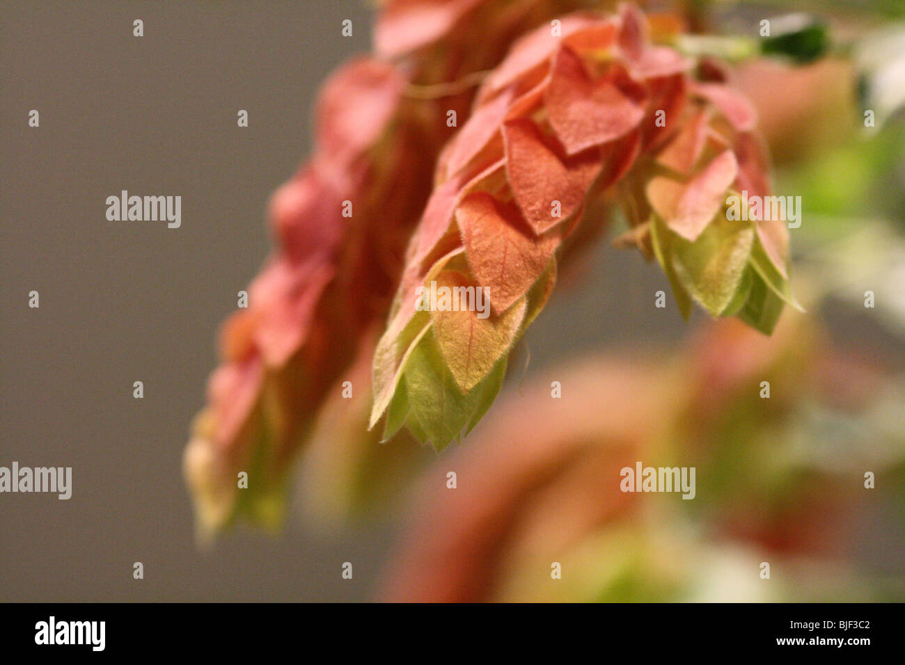 Canada beleperone guttata bloom jardin de fleurs d'événements montrent l'usine de crevettes Banque D'Images