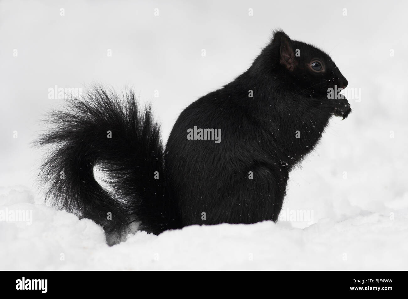 L'Écureuil gris (Sciurus carolinensis) alimentation de l'étape noir dans la neige Banque D'Images