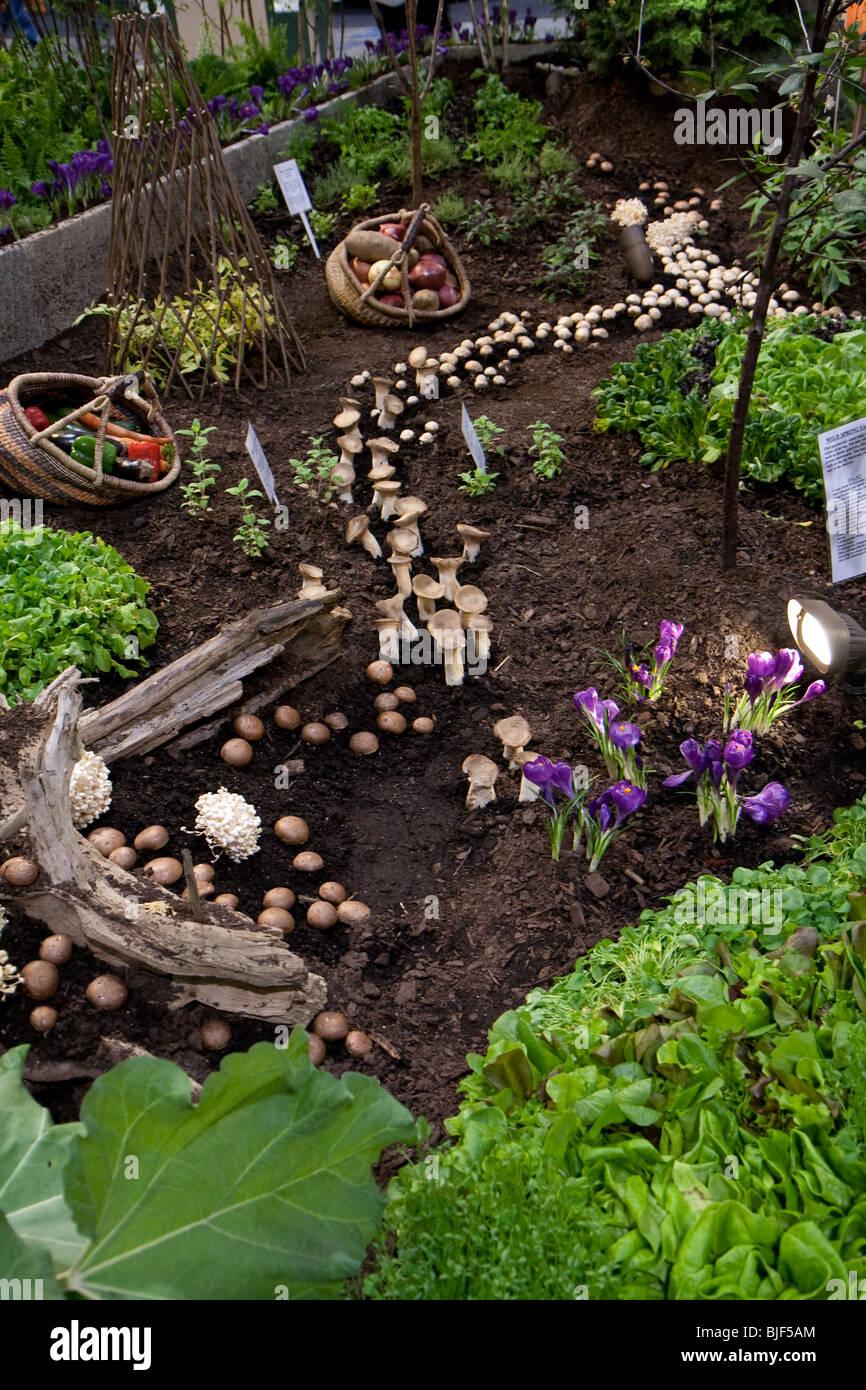 La terre de jardin de champignons de culture de légumes verts Banque D'Images