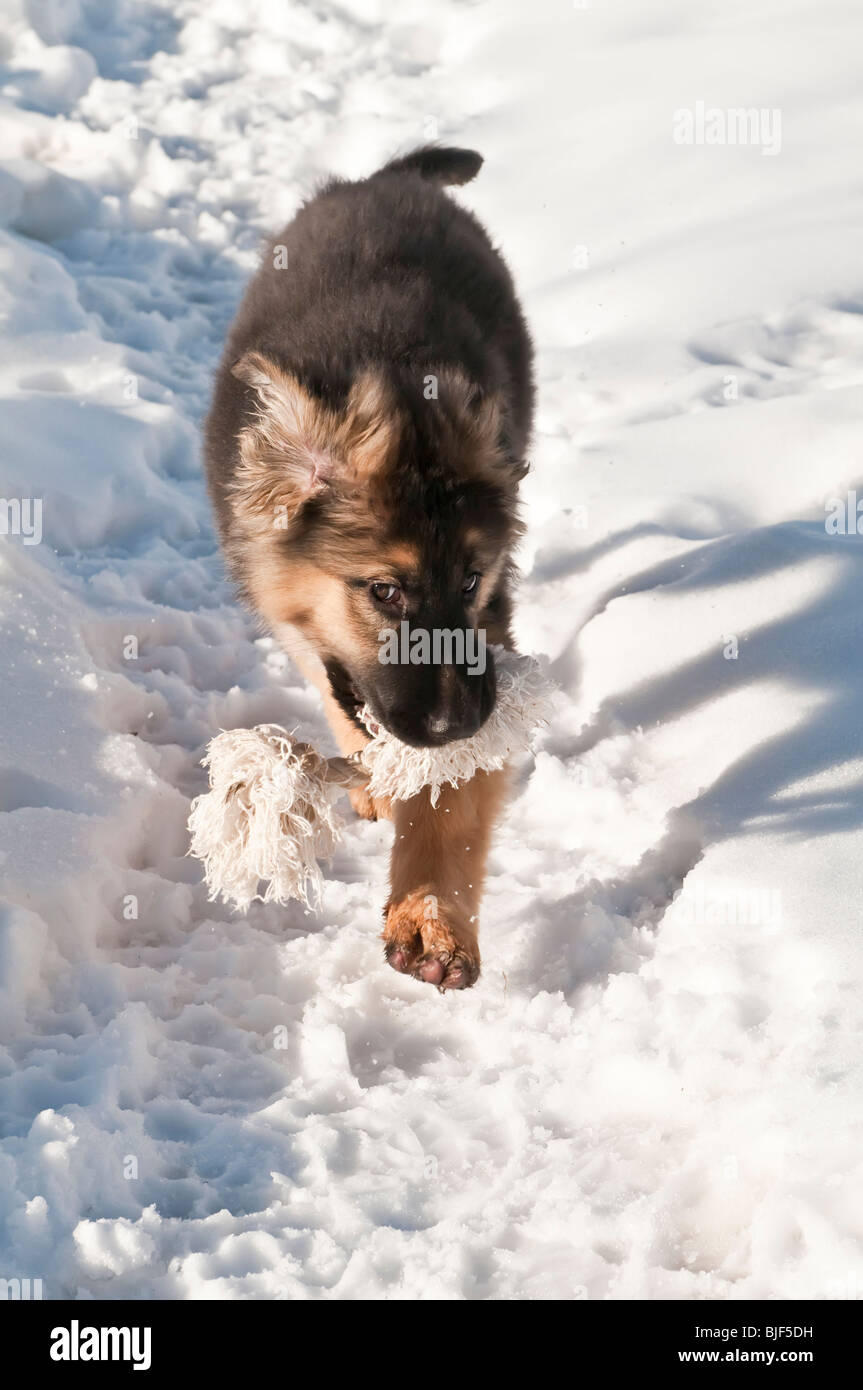 Berger Allemand, Canis lupus familiaris, poil long chiot, 13 semaines, courir dans la neige, avec corde jouet Banque D'Images