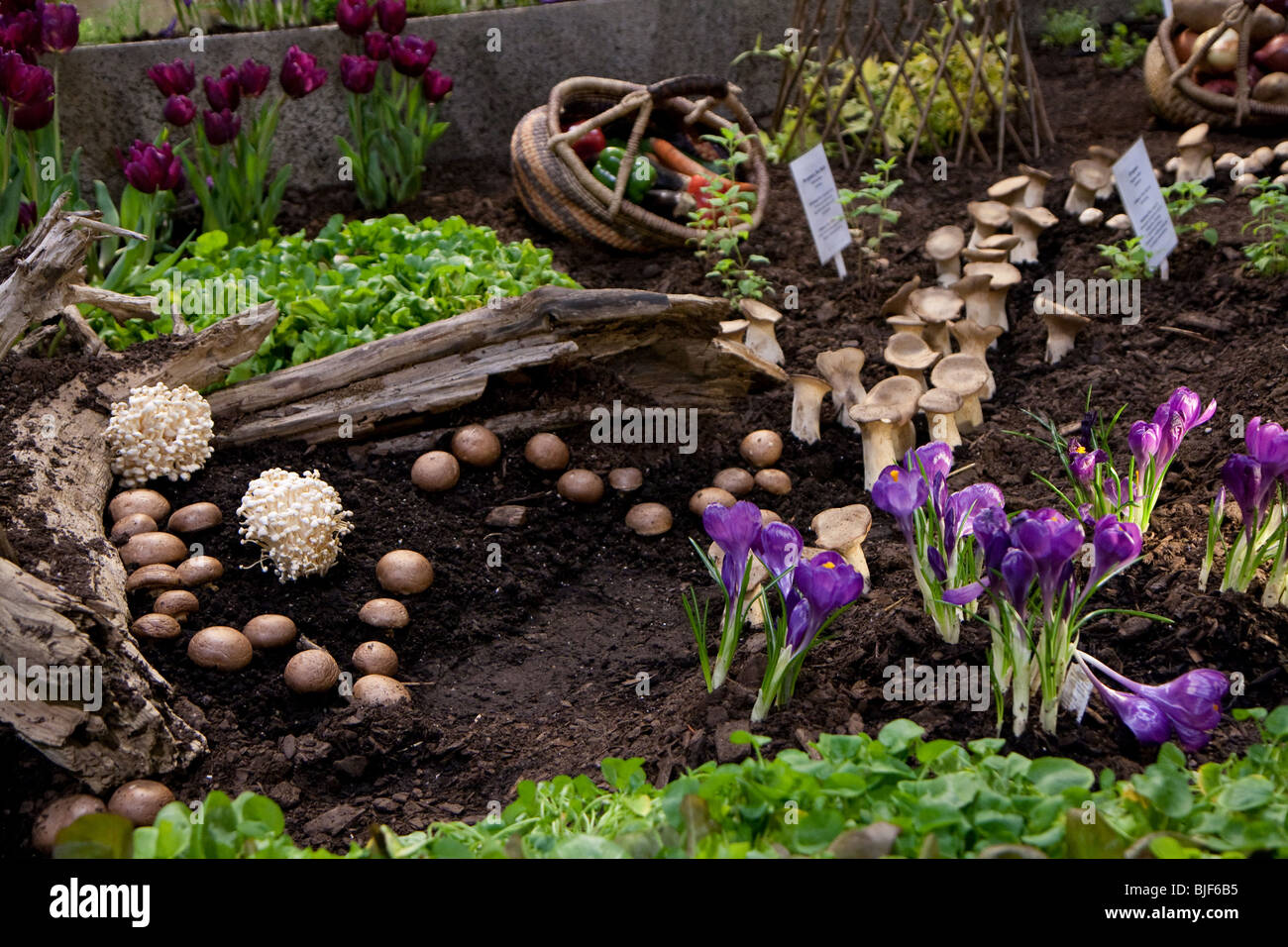 La terre de jardin de champignons de culture de légumes vert printemps été bois fleurs frais floral cultivons Banque D'Images
